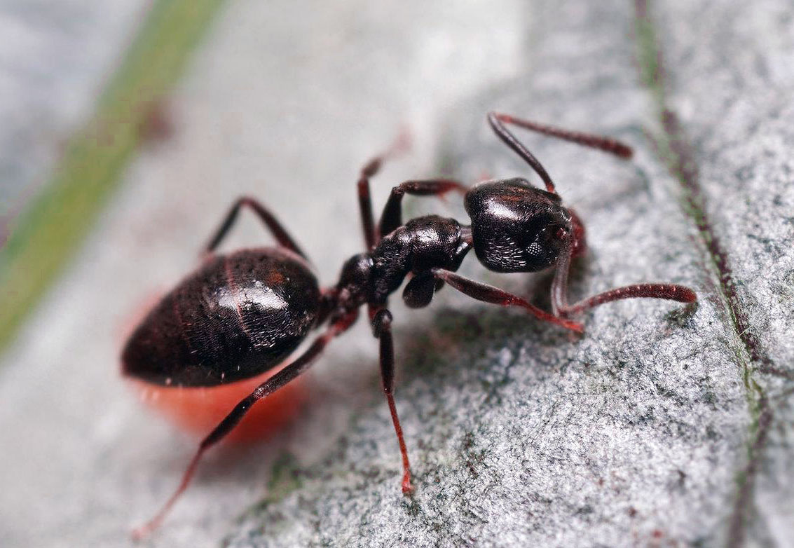 уничтожение муравьев в алматы
