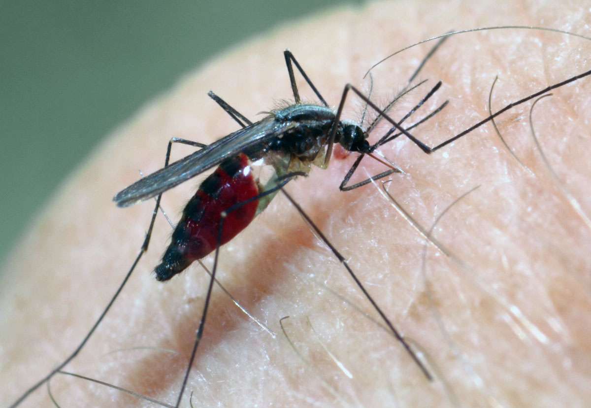 уничтожение комаров в Алматы